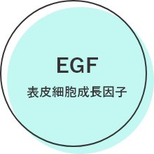 EGF 表皮細胞成長因子