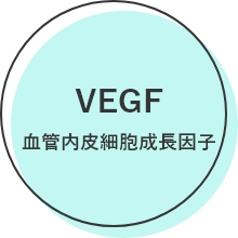 VEGF 血管内皮細胞成長因子