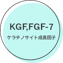 KGF,FGF-7 ケラチノサイト成長因子